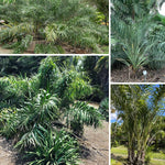 Palm Tree Live Plant, Fully Rooted in 3 Gallon Pot, Rare Tropical Plant Live for Indoor or Outdoor Growing, Seashore