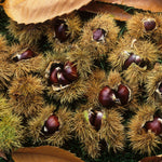 2 Chestnut Trees Bare Roots 2–3 Feet, Hardy Nut Tree Starter, Outdoor Orchard and Landscape Tree
