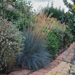 Set 2 Blue Fescue Grass Live Plant 4–7″ Tall, Silvery Blue Foliage, Ornamental Grass for Planting Outdoor