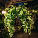 2 Night Blooming Jasmine Plants Live, Cestrum Nocturnum Plant Jasmine Climbing Plants, 5 to 7 Inc, Hanging Basket Live Plant Well Rooted