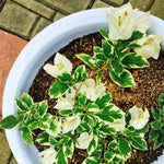 2 Bougainvillea Live Plants, Tropical Bougainvillea Flowering Vine, Fast Growing Outdoor and Container Plant, 4-8'' Tall (Variegated White)