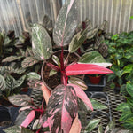 Rare Philodendron Plant Live, 4-9" Tall, No Pot, Philodendron Houseplant (Pink)