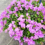 2 Bougainvillea Live Plants, Tropical Bougainvillea Flowering Vine, Fast Growing Outdoor and Container Plant, 4-8'' Tall (Lilac Purple Blooms)