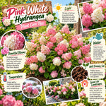 2 Pink White Hydrangea Plants Live, Landscape Flower Shrub, 6-12 Inch Tall