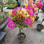 2 Bougainvillea Live Plants, Tropical Bougainvillea Flowering Vine, Fast Growing Outdoor and Container Plant, 4-8'' Tall (Mix Colors)