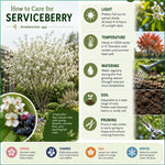 Serviceberry Plant Live, Service Berry Bush, 1-2 Ft Tall