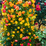 Climbing Roses Live Plants, Rose Bushes Ready to Planting, No Pot, Cut Back, Well Rooted, 6-8 Months Old (Red Orange to Yellow)