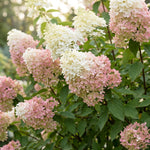 White to Pink Hydrangea Plant Live in 2.5 Inch Pot, Vibrant Flowering Shrub for Garden, Patio Containers and Indoor Growing