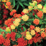 2 Mix Milkweed Plants Live, 5-8 Inch Tall, Butterfly Milkweed Asclepias Tuberosa Plant for Perennial Flower