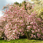 2 Magnolia Tree Cuttings, Hardy Fragrant Magnolia Flowering Tree, Well Rooted Cuttings 8–12 Inches for Outdoor Garden (Saucer Magnolia Cuttings)