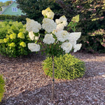 Dormant Hydrangea Live Plant Bush Shrub for Planting, 5 to 9" Hydrangea Tree Plant for Outdoor Planting, Change Color Flower Blooms (Pink to White to Red - Trim as Tree Hydrangea)