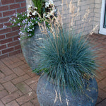 Set 2 Blue Fescue Grass Live Plant 4–7″ Tall, Silvery Blue Foliage, Ornamental Grass for Planting Outdoor