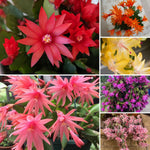 Easter Cactus Live Plant, Vibrant Blooming Cactus for Indoor Outdoor Gardens, 4-8'' Tall, No Pot (Random Blooms)
