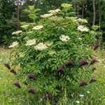 Elderberry Bushes Live Plant in Quart Pot, Black Elderberry Tree, Hardy Beries Shrub for Outdoor Garden 8-12 Inches