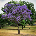Purple Jacaranda Tree Live Plant, Jacaranda Plant Fully Rooted 6-12'' Tall, Vibrant Flowering Tree for Indoor Outdoor Gardens