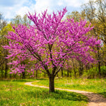Eastern Redbud Tree in Quart Pot, Hardy Flowering Shade Trees for Outdoor Landscape and Garden, 6-12 Inches, Fast Growing, Low Maintenance