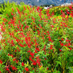 Live Pineapple Sage Plant, Red Flowers for Garden, Long-Lasting Blooms, 5-9 Inc Tall