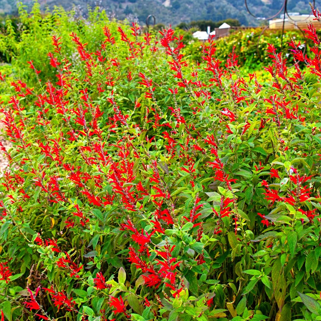 Live Pineapple Sage Plant, Red Flowers for Garden, Long-Lasting Blooms, 5-9 Inc Tall