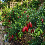 Red Finger Lime Tree Live Plant, Citrus Plant Live Garden, 1-2 Feet Tall, Fruit Gardening, Finger Lime Plant Pot 1 Gallon