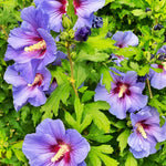 Purple Hibiscus Plant for Outdoor Planting, Hardy Hibiscus Flowers Colorful Blooms, Hibiscus Plant for Grow, 5-7'' Tall