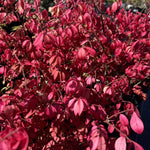 4 Red Burning Bush Bare Roots, 6-12 Inch Live Burning Shrubs, Ornamental Landscape Plants with Fall Color