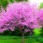 Seedling Eastern Redbud Tree Live Plant 1 Year Old, Spring Planting American Red Bud Tree Live Plant 6-14" in Tall