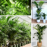 Palm Tree Live Plant, Fully Rooted in 3 Gallon Pot, Rare Tropical Plant Live for Indoor or Outdoor Growing, Dark Green