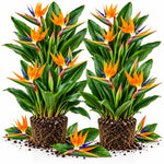 4 Orange Bird of Paradise Live Plants, Strelitzia Reginae, 4-8 Inch Tall