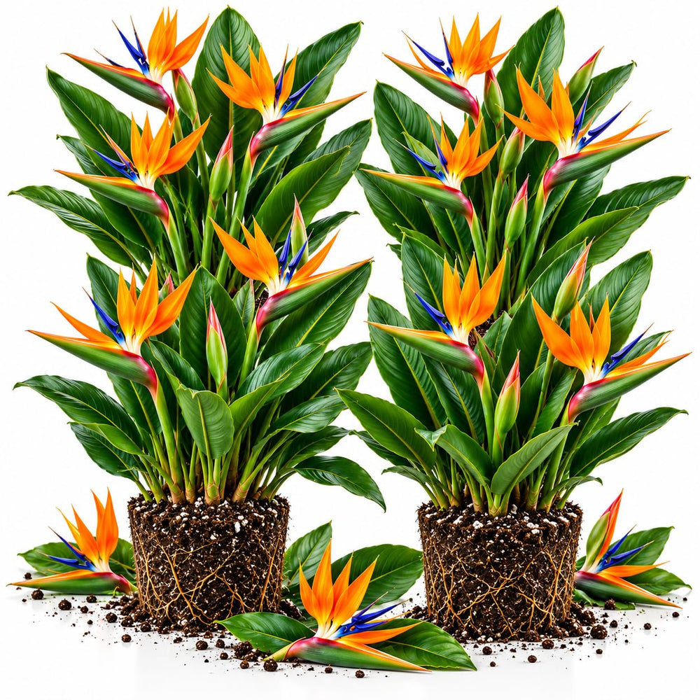 4 Orange Bird of Paradise Live Plants, Strelitzia Reginae, 4-8 Inch Tall