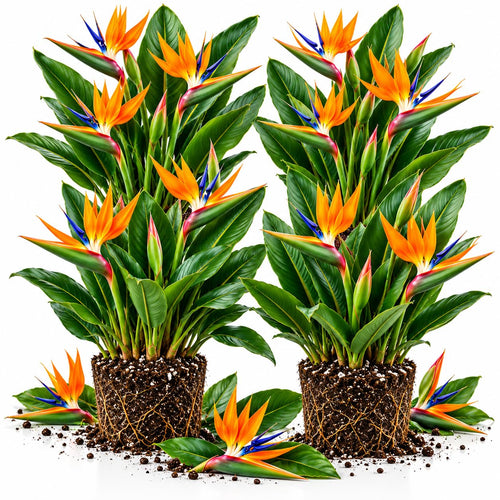 4 Orange Bird of Paradise Live Plants, Strelitzia Reginae, 4-8 Inch Tall