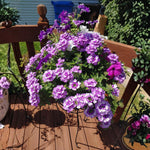 Set 2 Verbena Live Plants, Perennial Verbena Flowers, Long-Lasting, Hardy Flowering Plant for Planting (Light Purple)