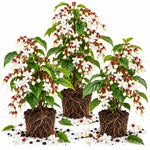 3 Wallichii Smithianum Bleeding Heart Live Plants, 5-10 Inch Tall
