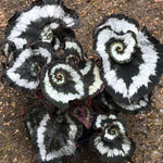 3 Packs Silver Green Begonia Angel Wing Maculata Live Plants, 5-9 Inch Tall, Indoor Outdoor Polka Dot Begonia
