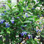 Blue Butterfly Clerodendrum Plant Live, 5-9" Tall Tropical Flowering Shrub, Clerodendrum Vine