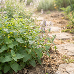 2 Catnip Plants Live 4–7" Tall, Live Fragrant Herb Garden Plants for Patio, Containers Growing, Hardy Outdoor Plant