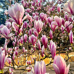 Magnolia Tree Live Plant 6 to 14 Inch Height, Fragrant Magnolia Plant Live to Grow, Magnolia Bush Flowers in Pot (Saucer Magnolia)