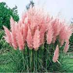 2 Mix Pampas Grass Plants Live, 5-9 Inch Tall, Ornamental Grass Live Plants for Outdoor Landscaping