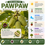 Paw Paw Tree, Pawpaw Live Plant, Fruit Tree, 1-2 Ft Tall