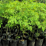 Moringa Plant Live in 4 Inch Pot, Hardy Perennial Moringa Oleifera Drumstick Tree Herb Plant