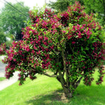 Red Weigela Shrub Plant Live, Hardy Shrub, 2-3 Ft Tall