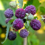 Cold Hardy Raspberry Plants Live for Planting, 6-8 Months Old Raspberry Bushes Live Plant, 5-9" Ready to Plant, Dormant in Winter, Glencoe Variety