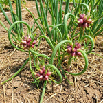 5 Egyptian Walking Onions Plants, Egyptian Onions Plant for Planting