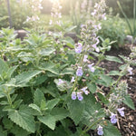 Set 3 Catnip Live Plants, Starter Herb Plants 4-7 Inches, Perennial Catnip for Outdoor Garden