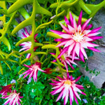 Trailing Epiphyllum Pink Fishbone Cactus Live Plant in 4" Pot, Indoor Outdoor Succulent Cactus Houseplant for Home Decor, No CA