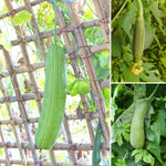 Pack 2 Pots Luffa Plants Live in 4 Inch Pots, Loofah Gourd Vine Starter Plants, 4-8” Tall Luffa Vegetable Vine Seedlings for Planting