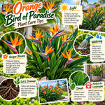 4 Orange Bird of Paradise Live Plants, Strelitzia Reginae, 4-8 Inch Tall