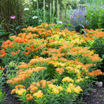 2 Mix Milkweed Plants Live, 5-8 Inch Tall, Butterfly Milkweed Asclepias Tuberosa Plant for Perennial Flower