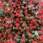 Red Honeysuckle Plant Live, 5-9" Tall, Fragrant Honeysuckle Vine Live Plant, Vibrant Flowers