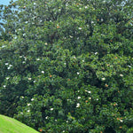 Magnolia Plant Live 6 to 12 Inches Tall, in 2.5 Inches Pot, Magnolia Tree Live Plant, Fragrant Magnolia Flowers (Southern Magnolia)
