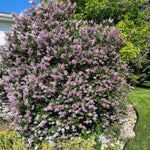 2 Pots Lilac Live Shrub Plant, Hardy Fragrant Flowering Bush for Outdoor Planting, 6-12 Inch Tall (Lavender)